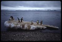 Adélie penguins standing on ice  