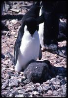 Adélie penguin huddled over chick 